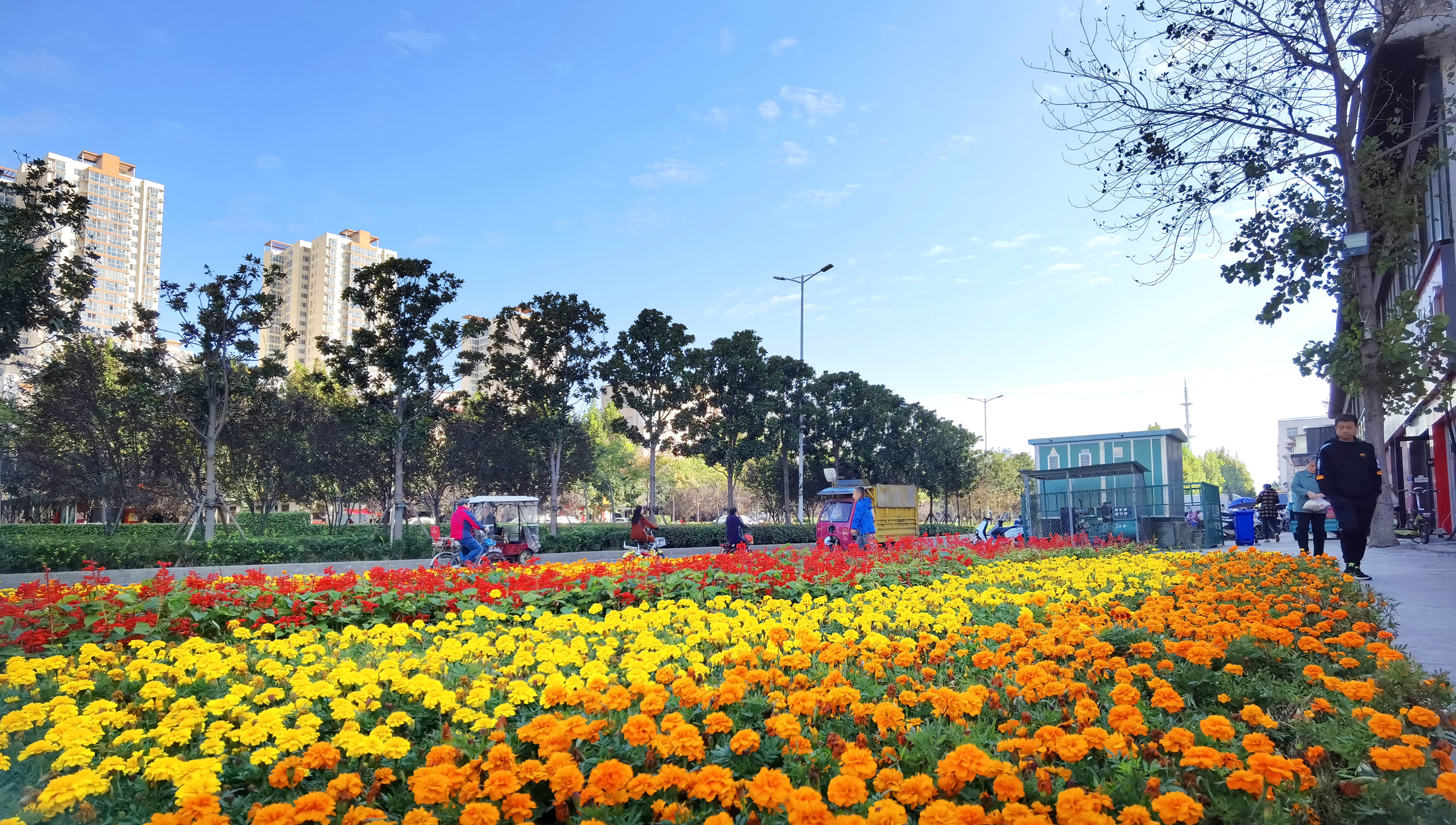 图说南阳 | 鲜花迎盛会