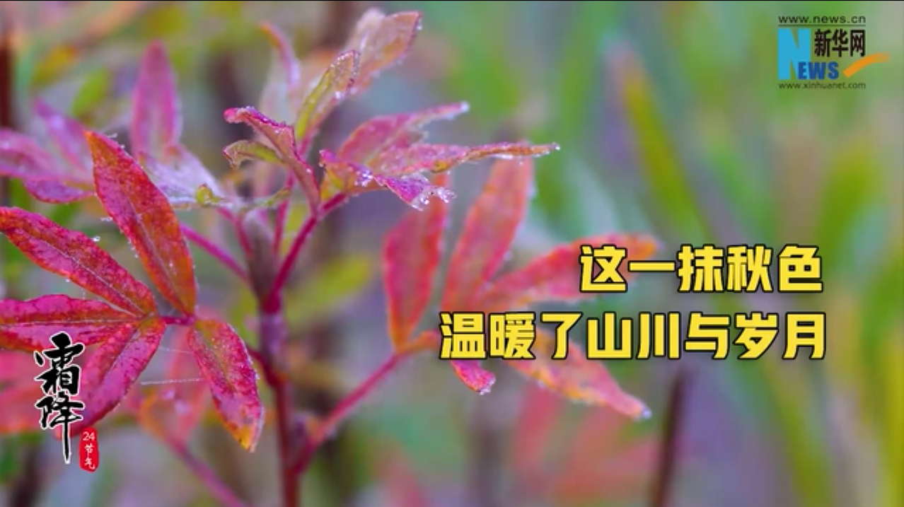 霜降|这一抹秋色，温暖了山川与岁月