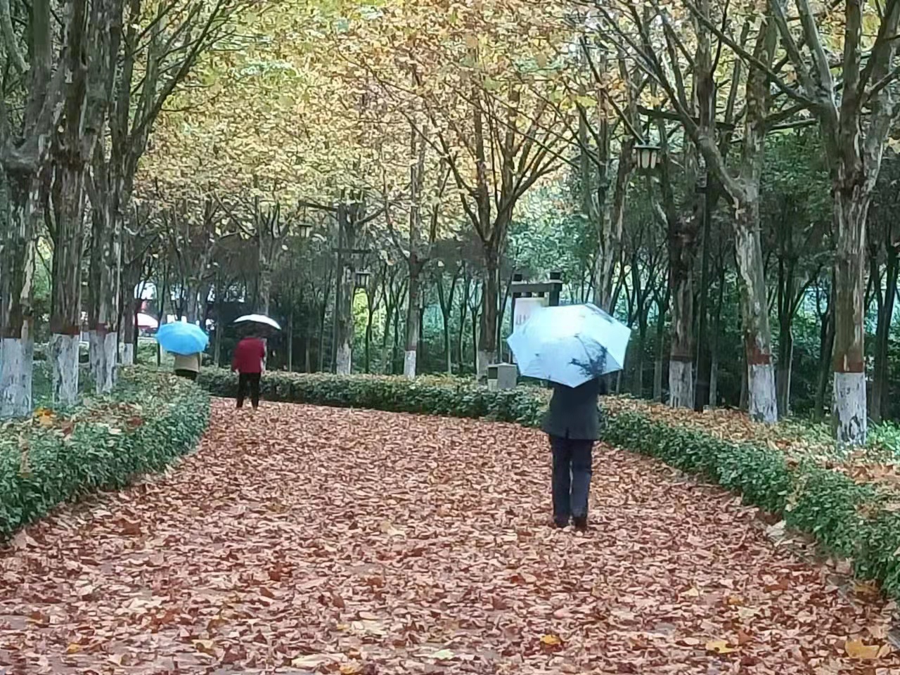 图说南阳 | 落叶如画
